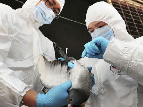 Trung Quốc có thêm 4 ca nhiễm H7N9 mới