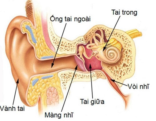 Các bệnh về tai thường gặp 