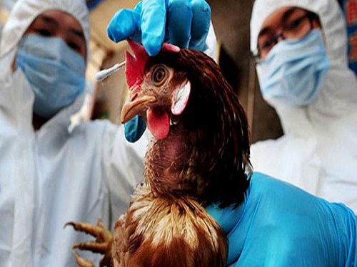 Phát hiện thêm 1 tỉnh ở Trung Quốc bùng phát dịch H7N9