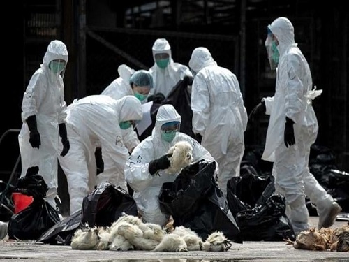 2 người chết do cúm gia cầm H7N9 ở Trung Quốc
